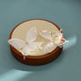 White butterfly clip-on earrings with gold accents displayed on cream jewelry dish against blue background
